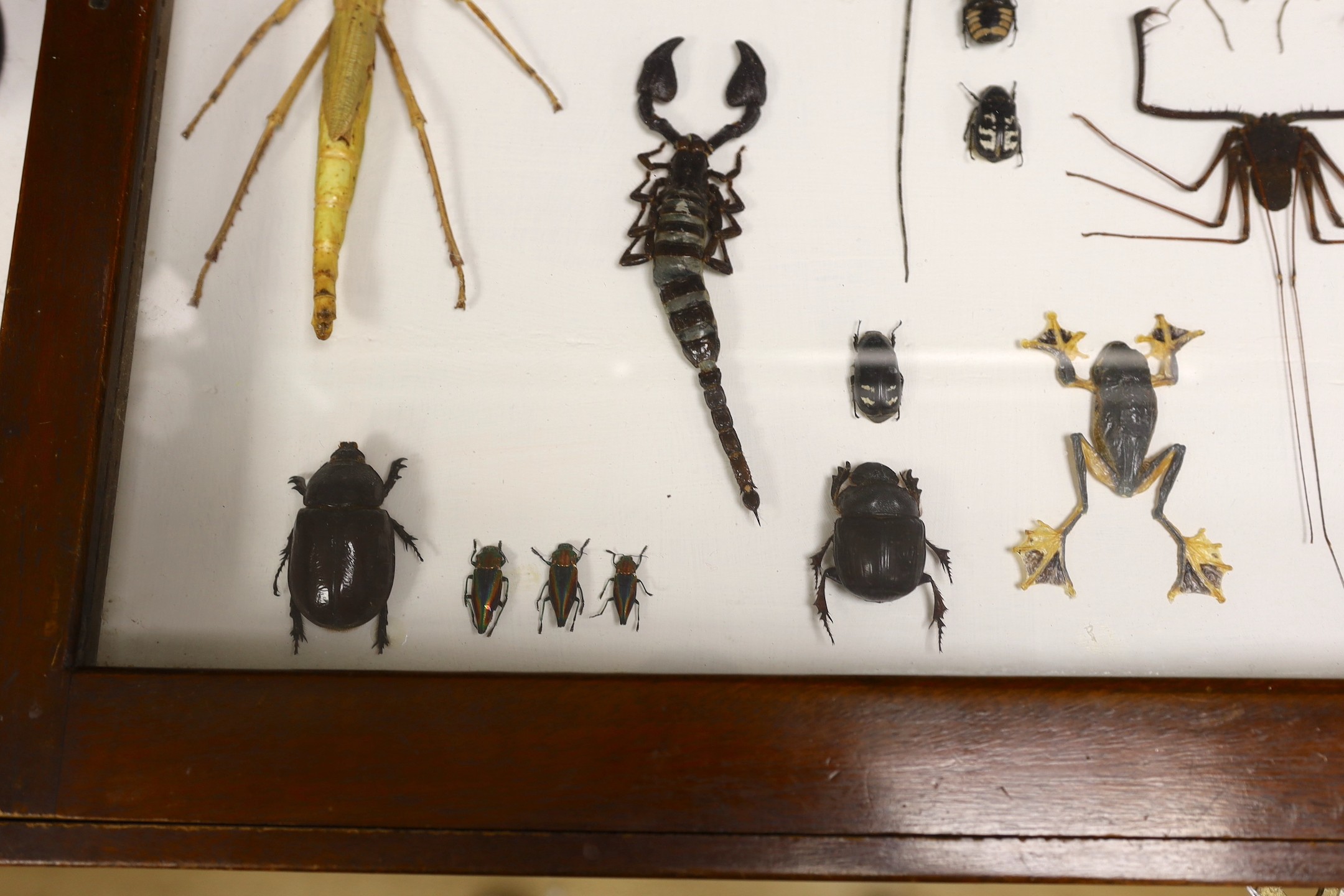 Entomology- a cased taxidermy display of tree frogs, scorpions, stick insects, beetles and flying lizards